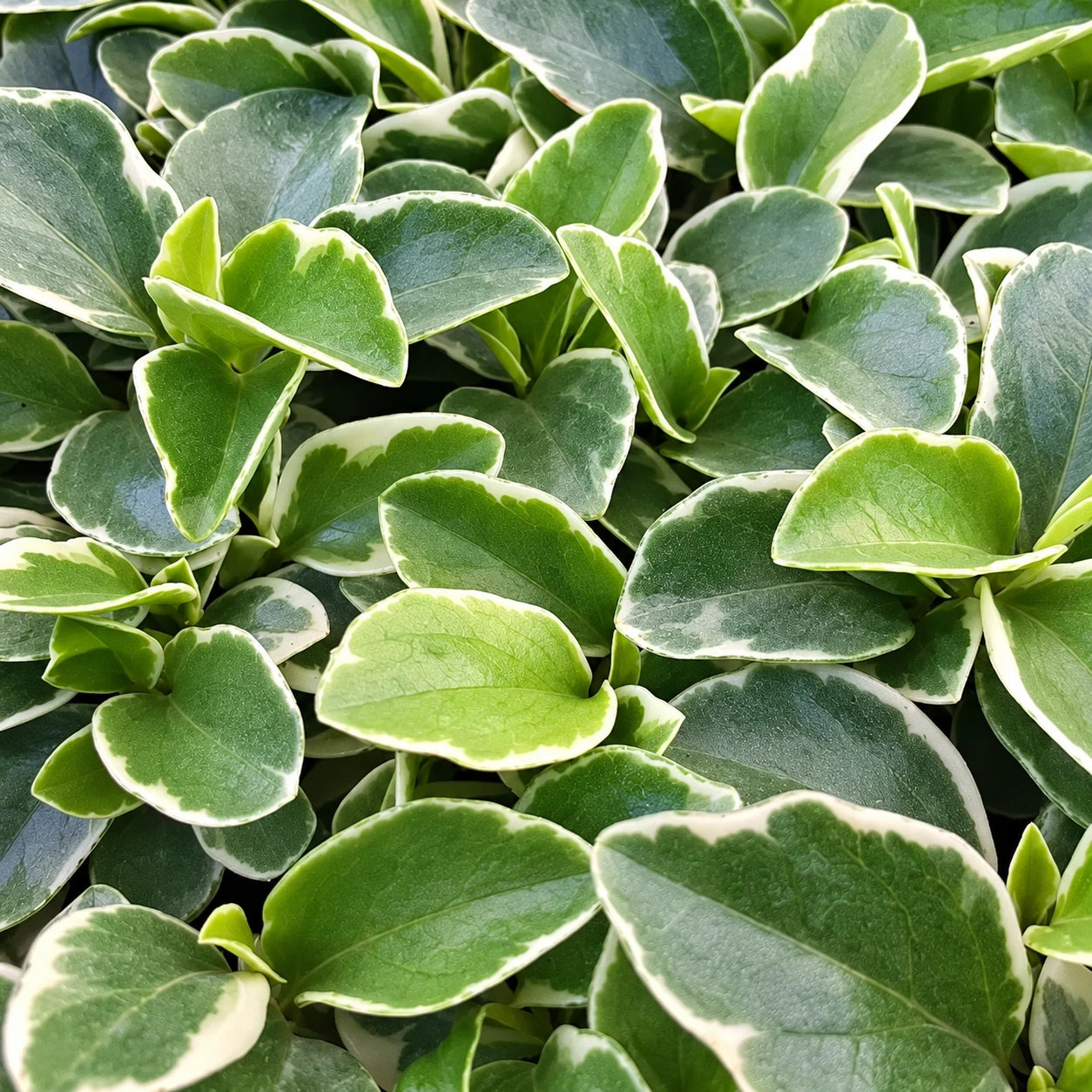 Peperomia Care