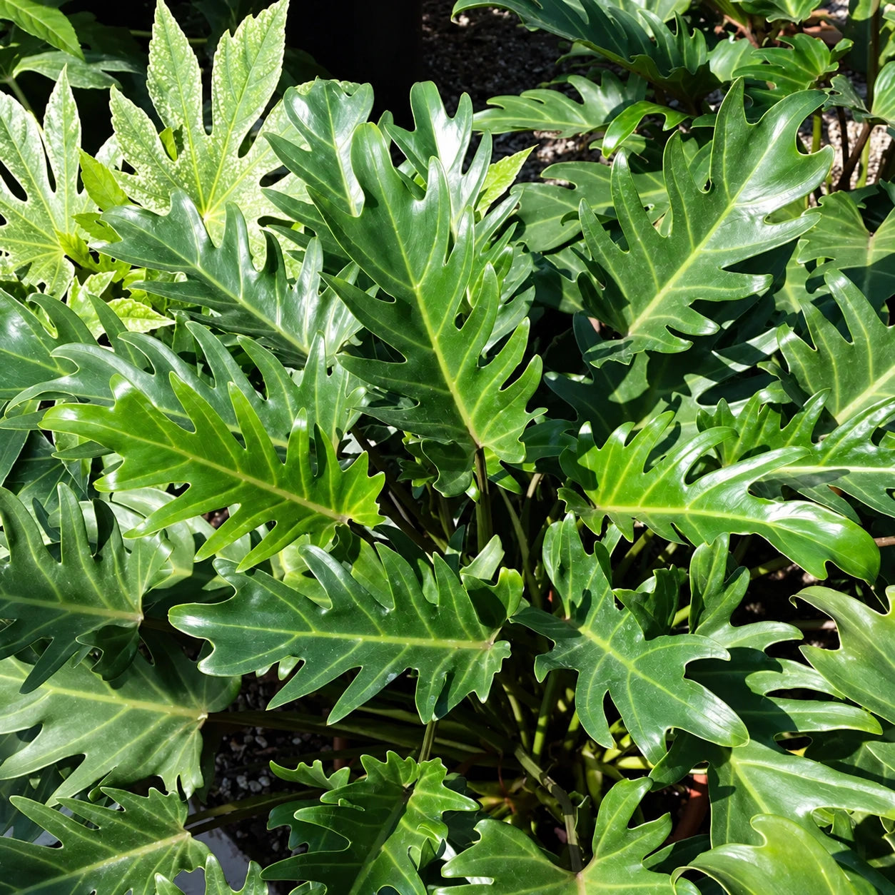 Philodendron Care
