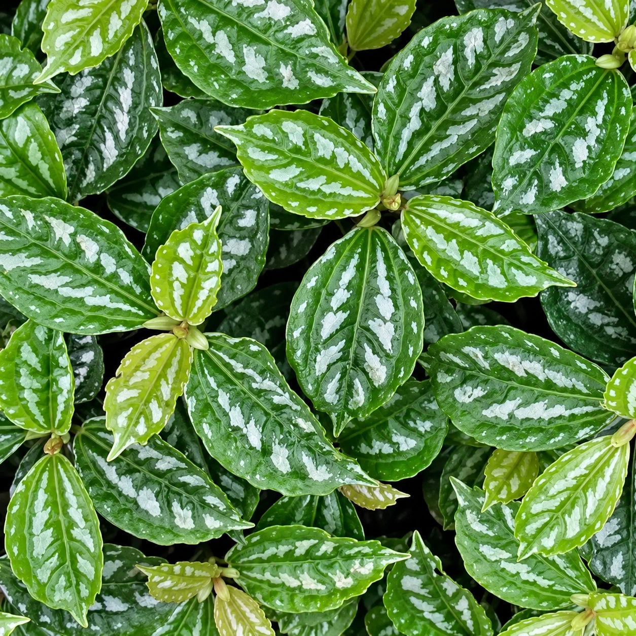 Pilea Care