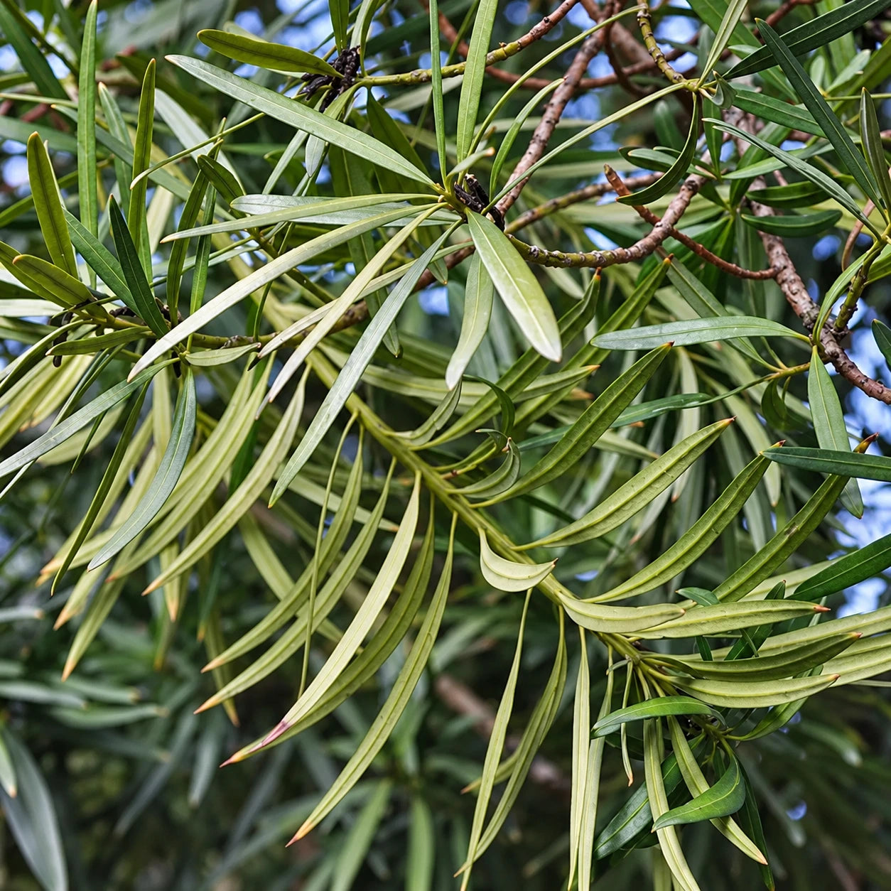 Podocarpus Care