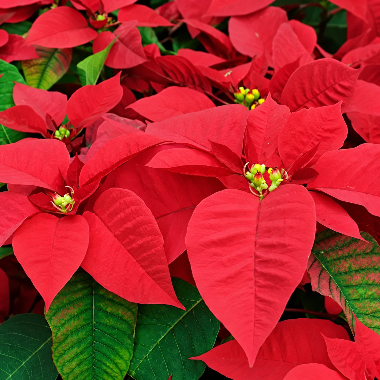 Poinsettia Care