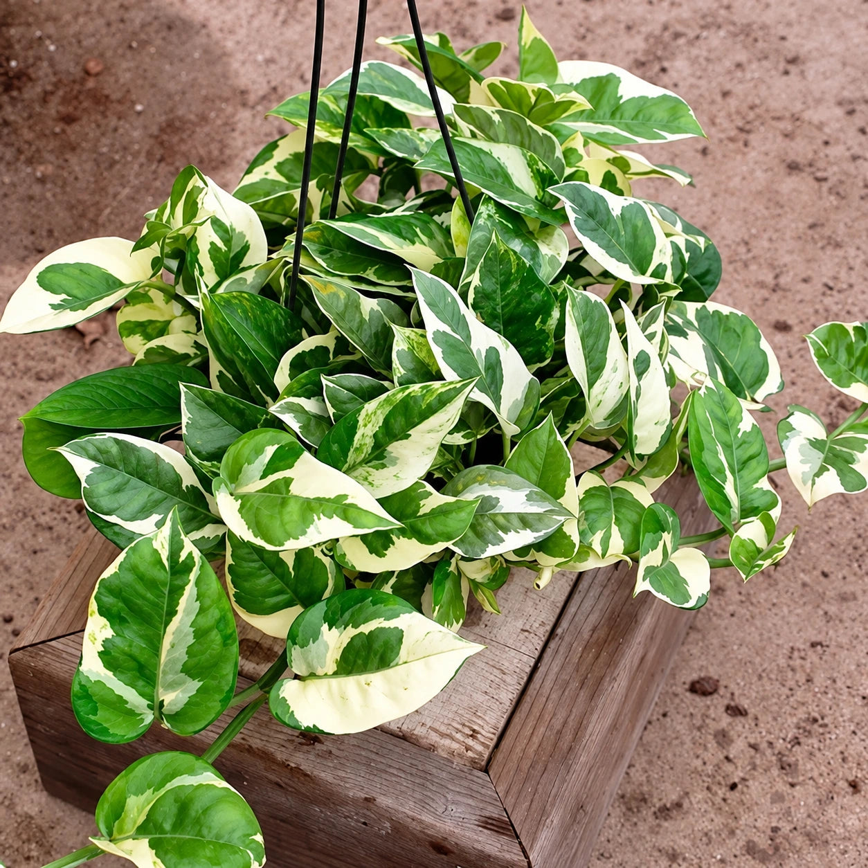 Pothos Care
