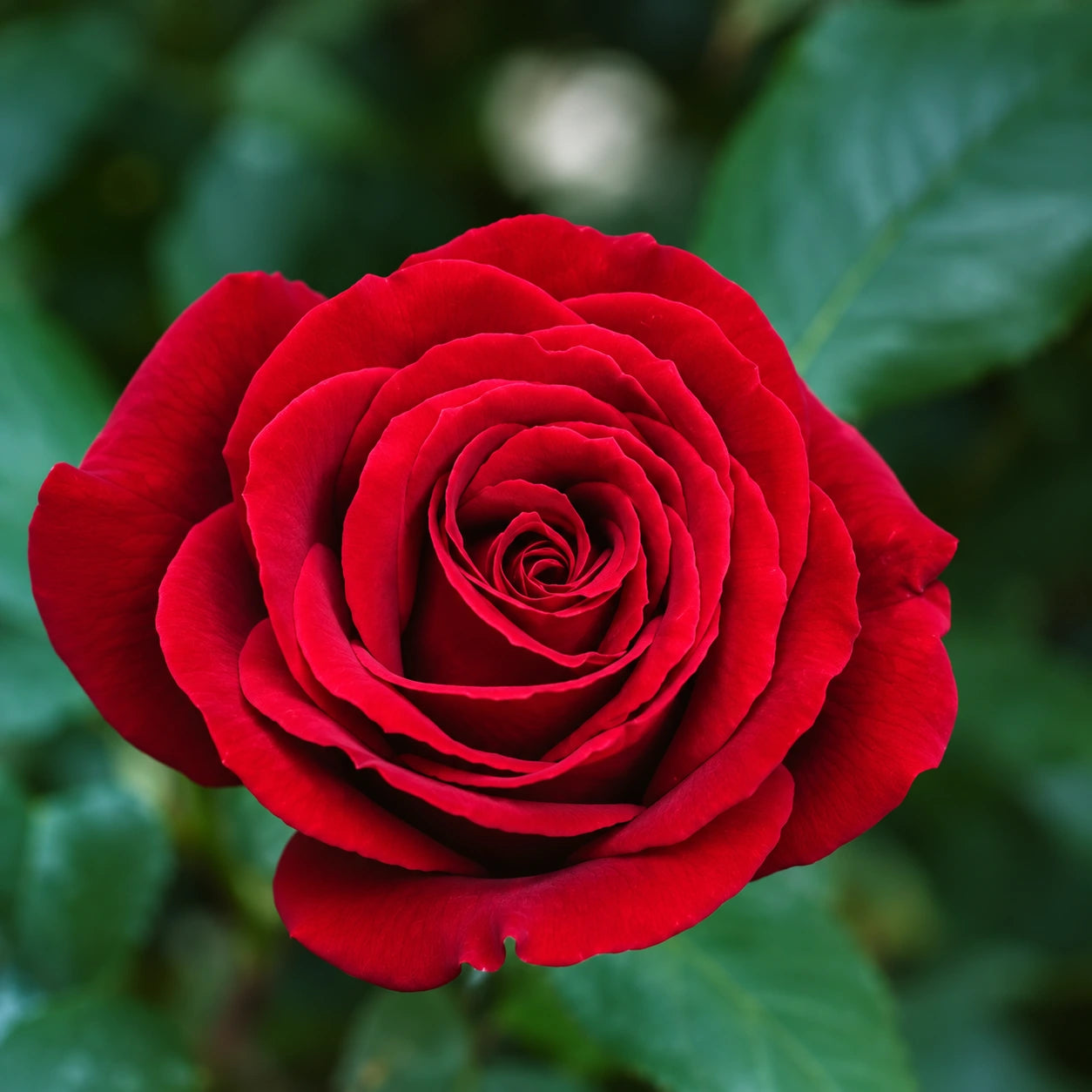 Rose Care