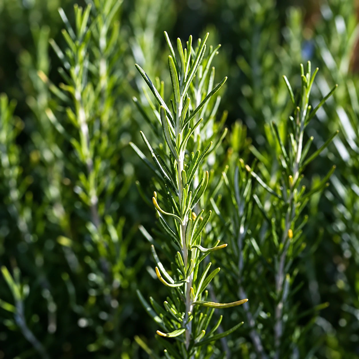 Growing Rosemary
