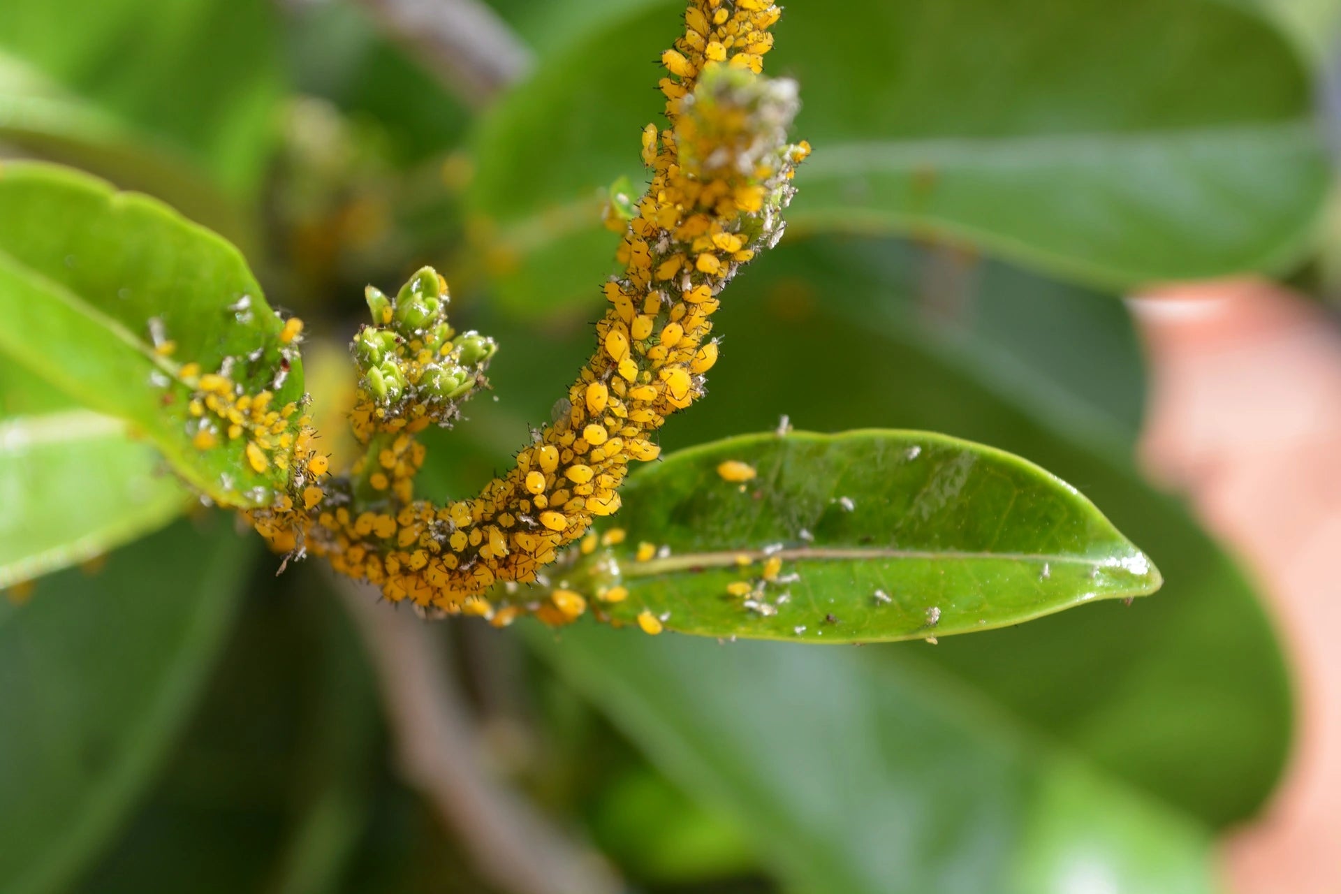 How to Identify and Manage Aphids