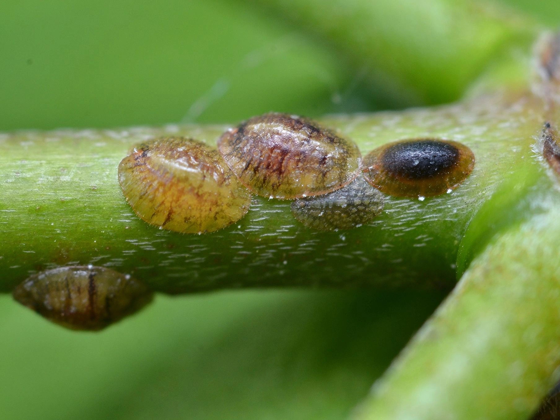 Scale Insects: Identification and Control