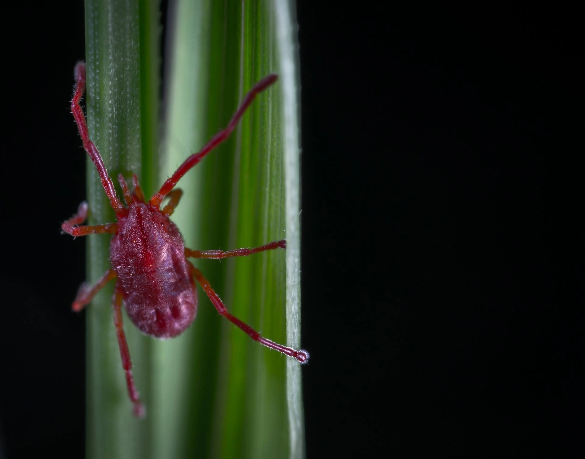 Spider Mites: Signs and Control