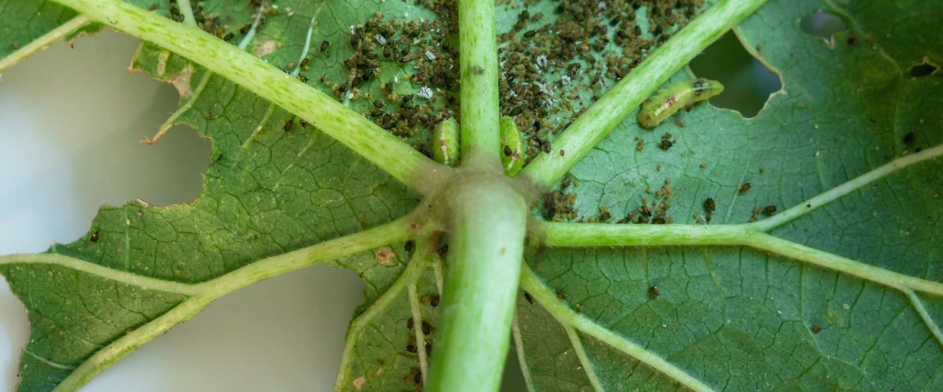 How to Identify and Manage Thrips
