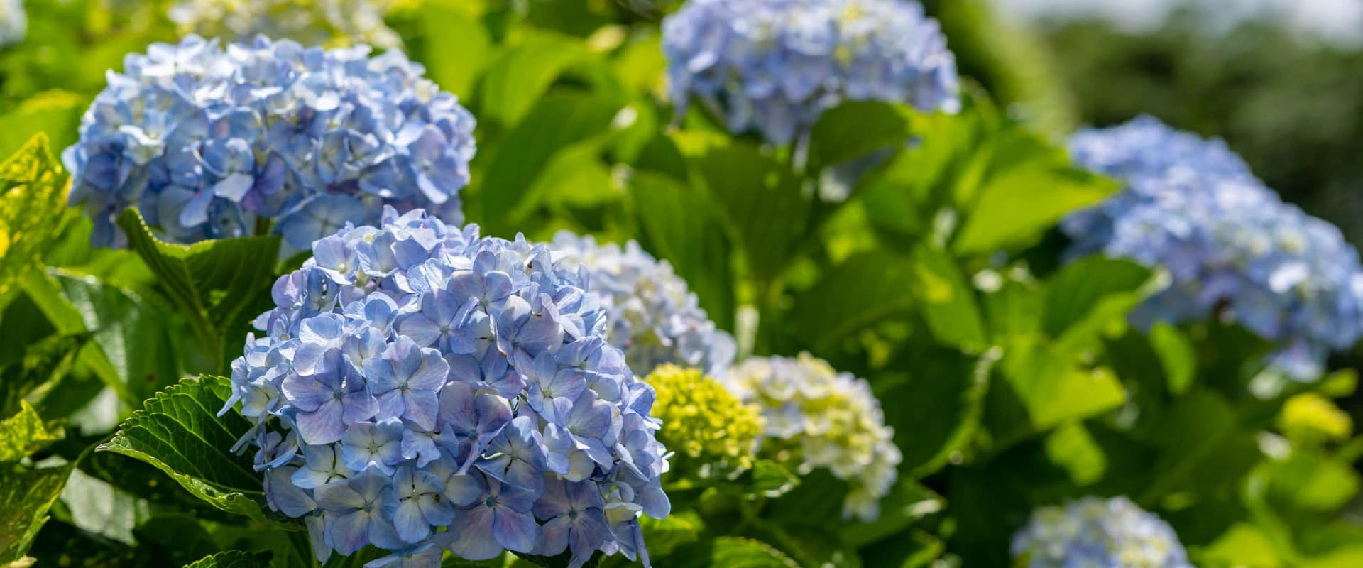 How to Propagate Hydrangeas