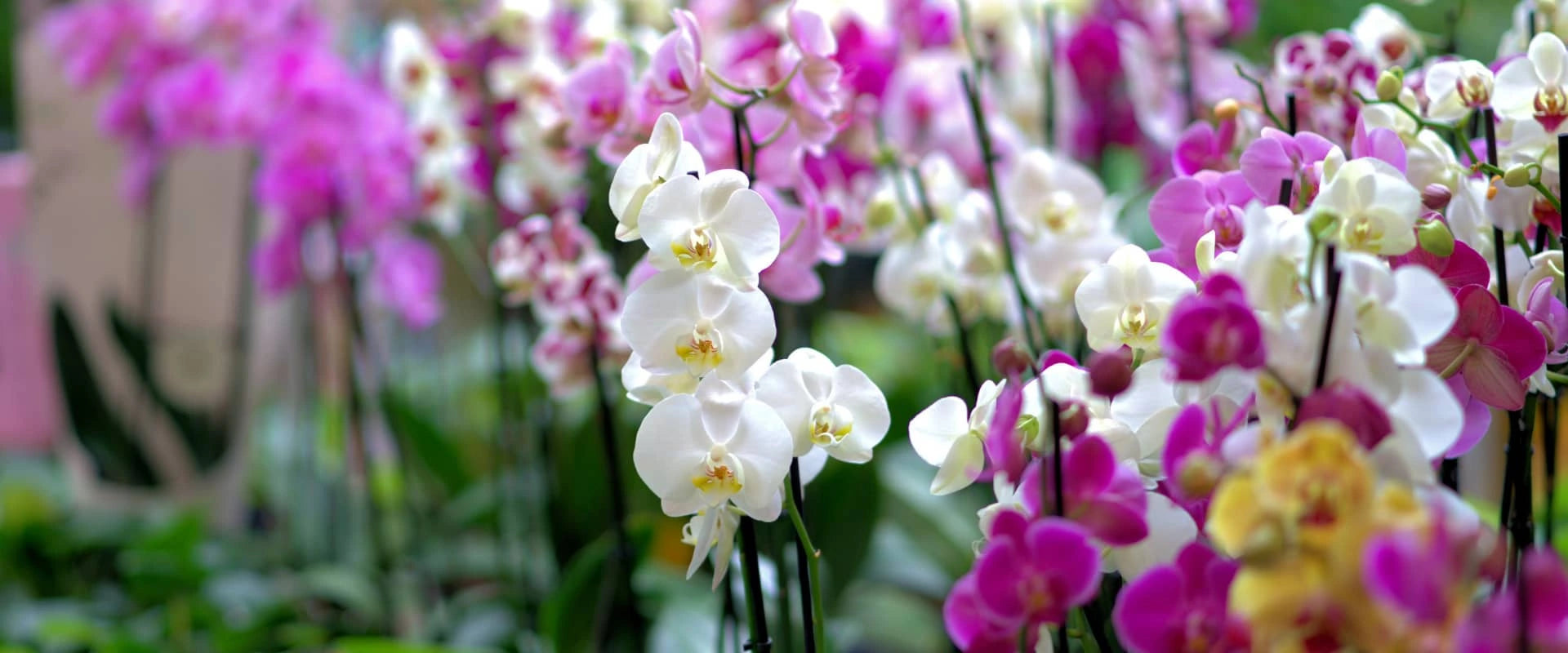 How to Propagate Orchid Keikis