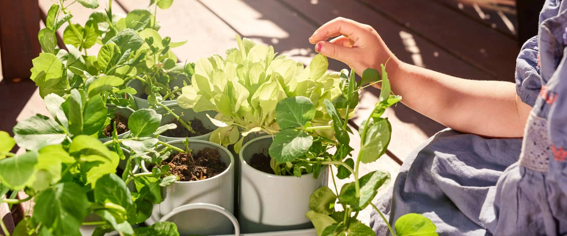 Choosing Plants for a Malaysian Balcony