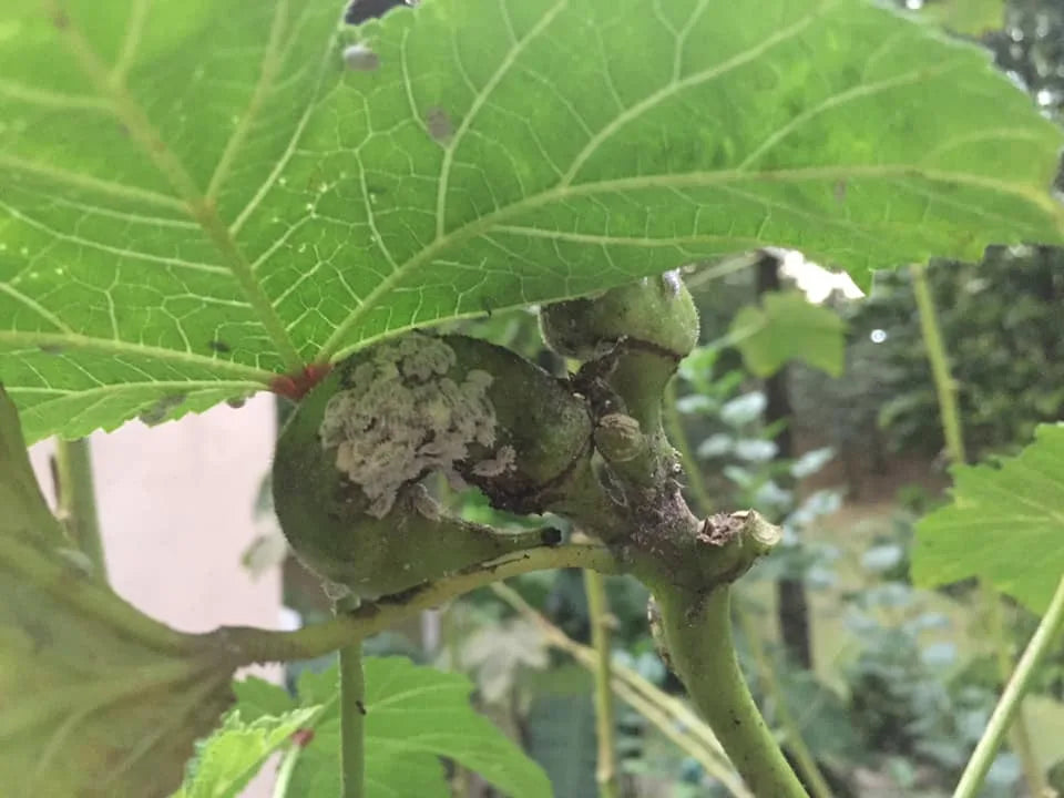 How to Manage Mealybugs on Plants