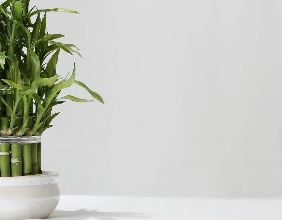 Lucky Bamboo Care