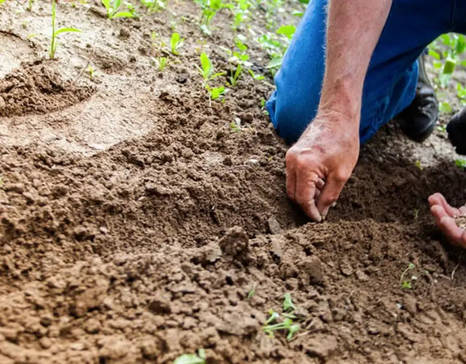 Understanding NPK Fertiliser