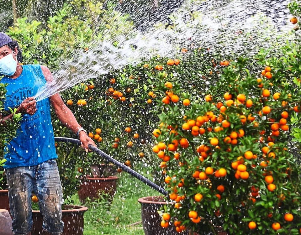 6 Tips for Growing Citrus