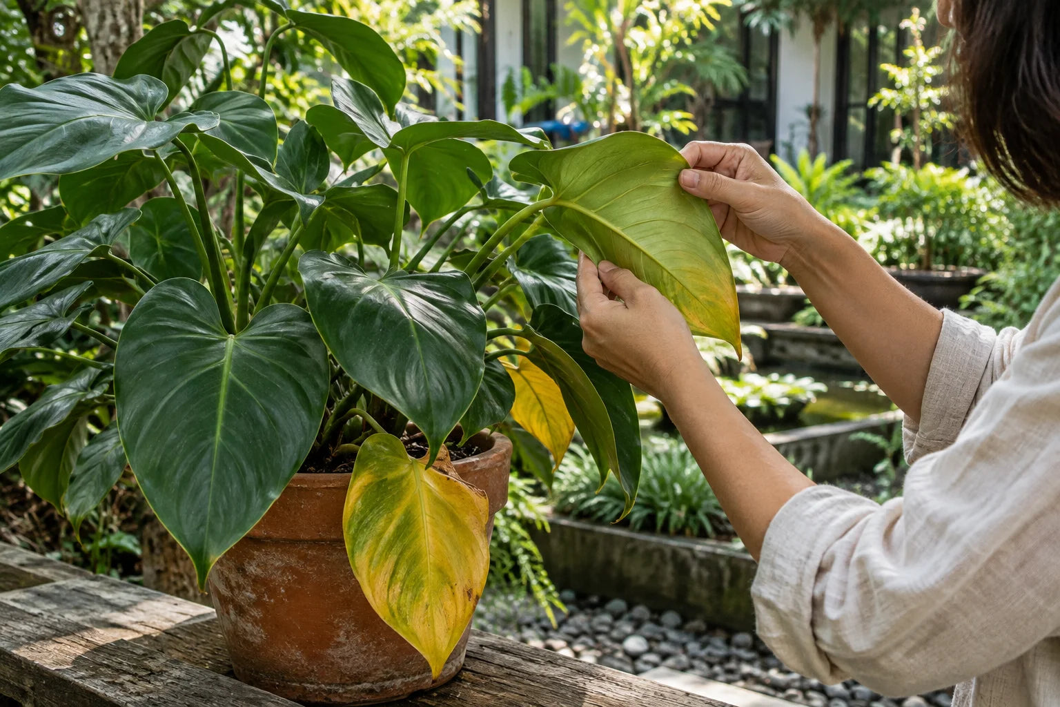 A gardener gently inspecting the leaves of a potted tropical plant