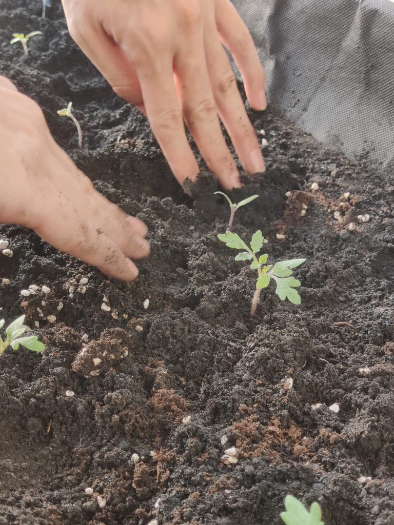 Tomato seedlings being transplanted into planter box