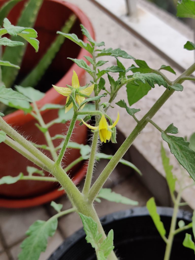 Tomato plants growing in veg trug on Malaysian balcony