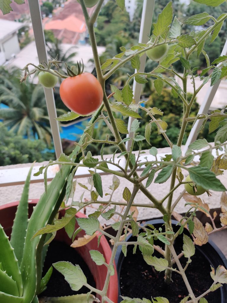 Child picking ripe tomatoes from balcony garden