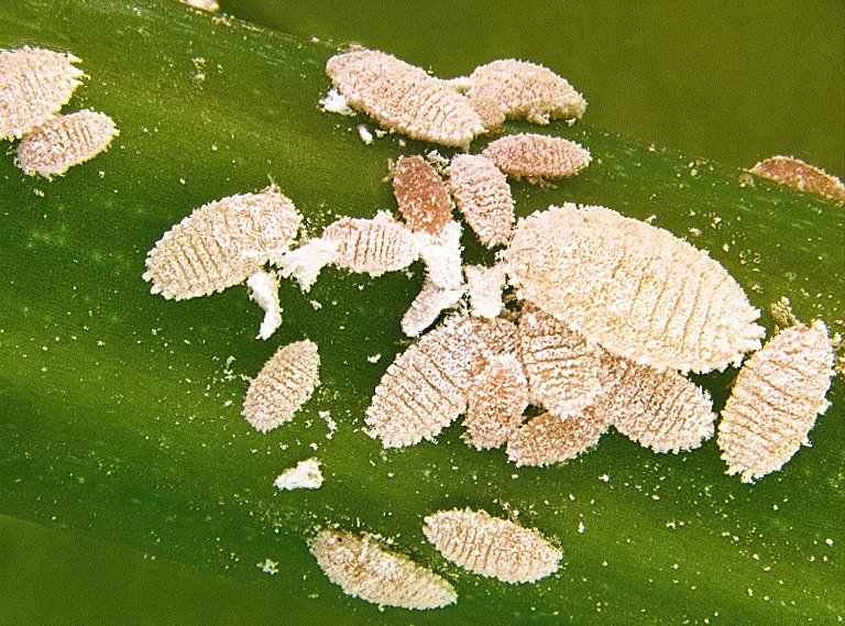 Mealybugs on plant leaves showing white powdery coating