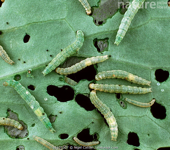 Caterpillar feeding on green leaf