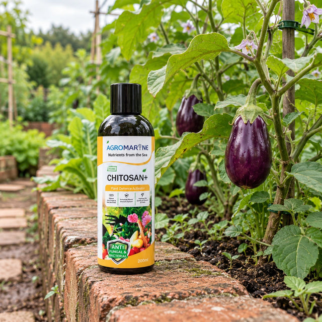 Serbajadi Agromarine Organic Chitosan Plus beside vegetables in a raised bed.