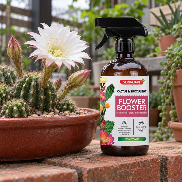 Serbajadi Cactus Flower Booster beside a flowering cactus.