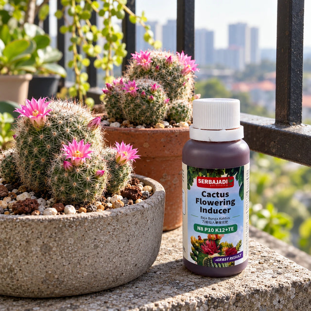 Serbajadi Cactus Flowering Inducer beside flowering cacti.