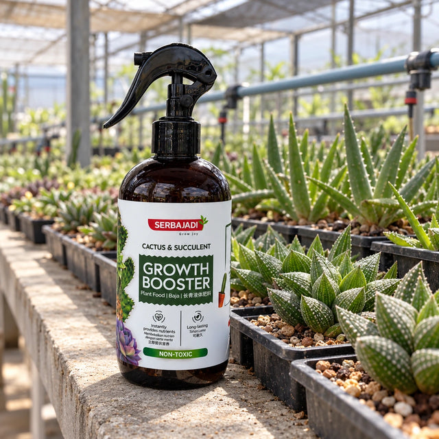 Serbajadi Cactus Growth Booster beside potted cacti in a nursery.