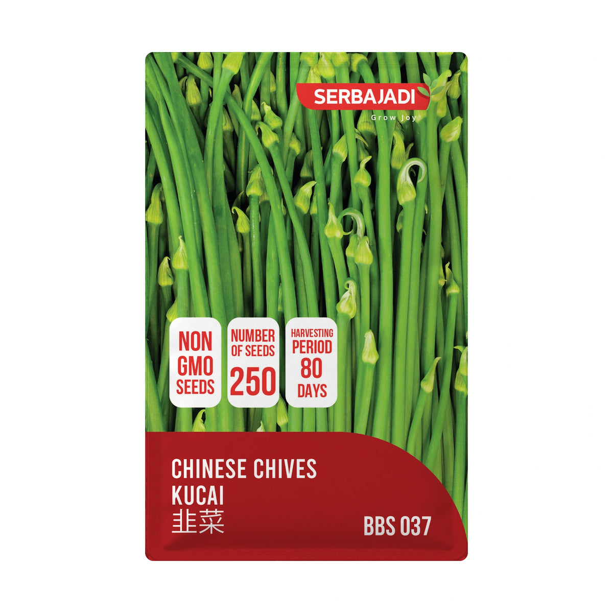 Serbajadi Chinese Chives Kuchai VS037 - Easy Growth for Aromatic Herbs