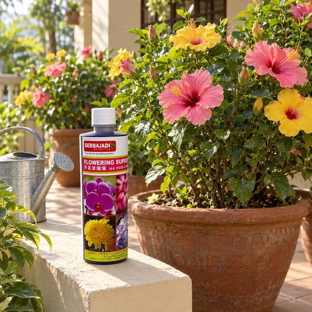 Serbajadi Concentrated Foliar Flowering Supreme 31 beside flowering plants on a patio.