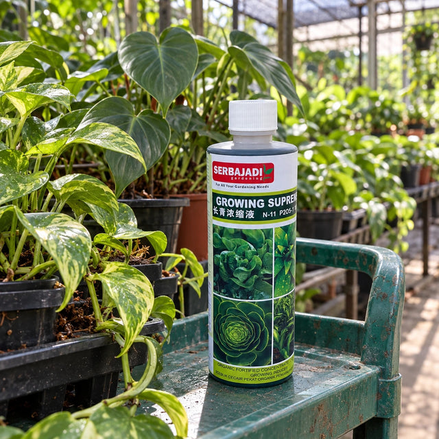 Serbajadi Concentrated Foliar Growing Supreme 26 beside leafy plants in a nursery.