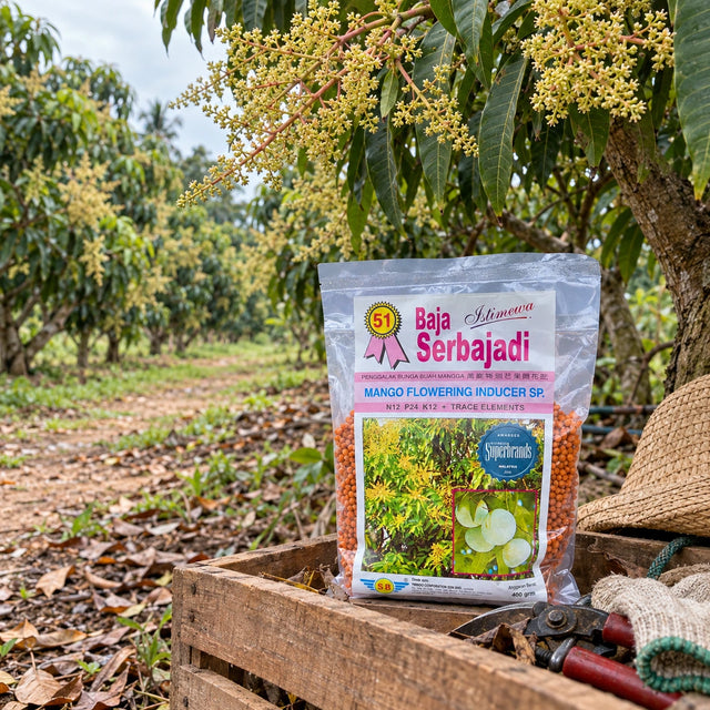 Serbajadi Mango Flowering Inducer 51 beneath a mango tree in an orchard.