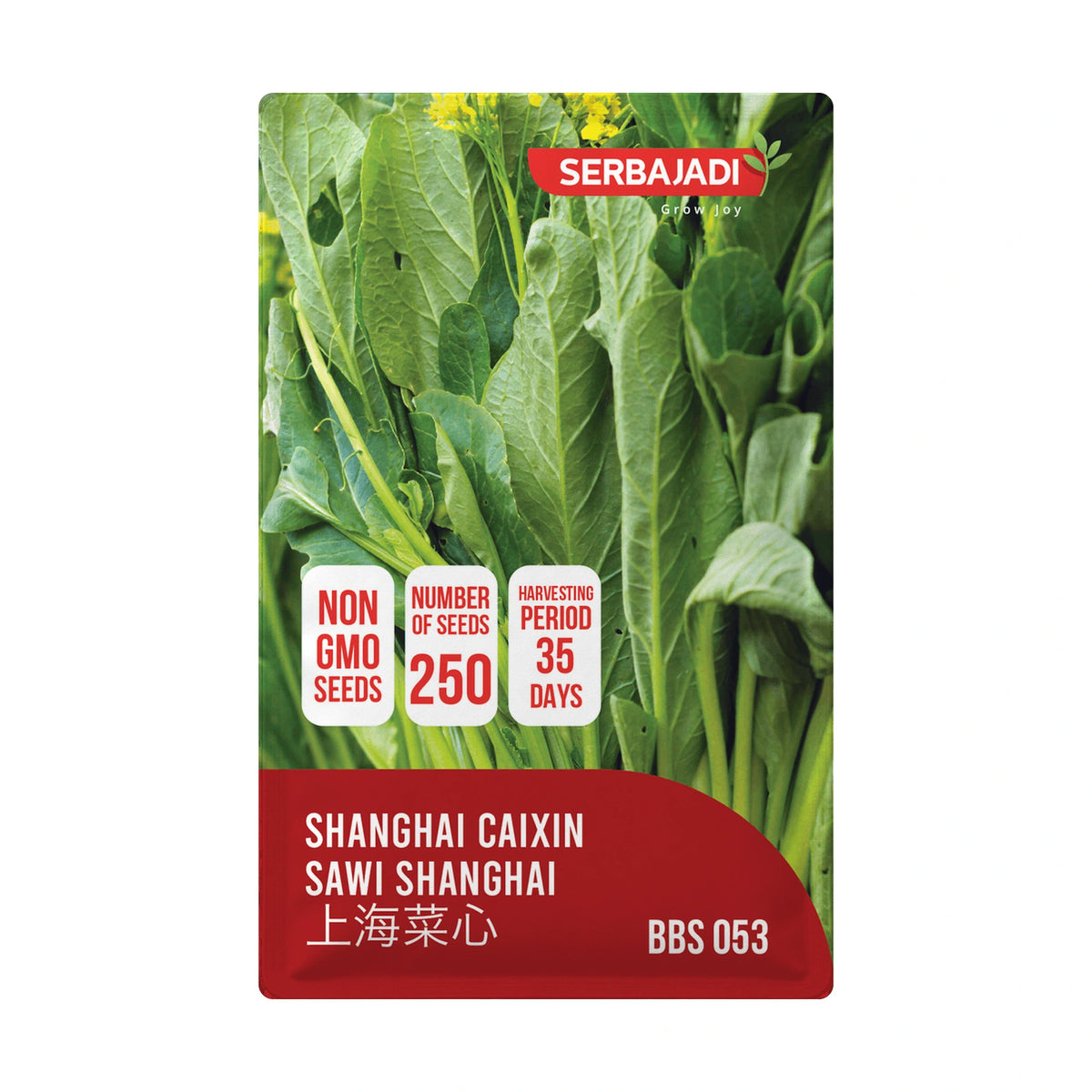 Serbajadi Shanghai Caixin VS053 - Flowering White Cabbage for Excellent Taste & Nutrition