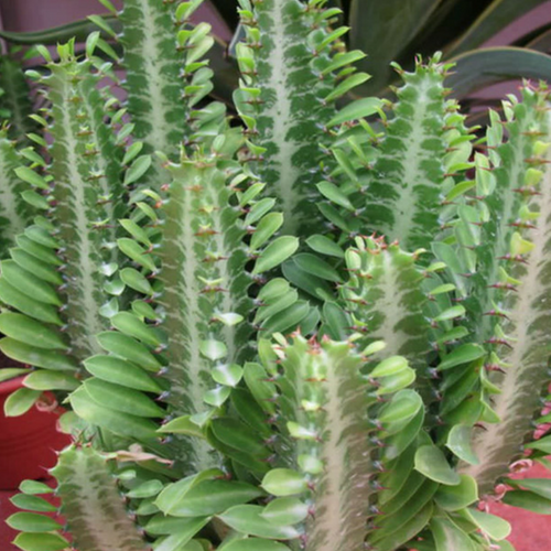 Succulent Euphorbia