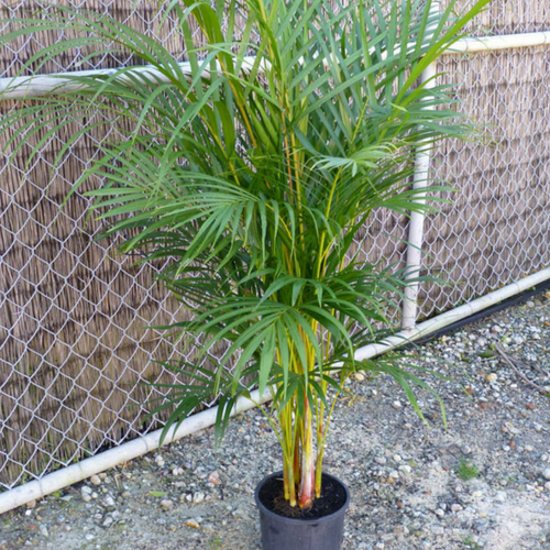 Cane Palm