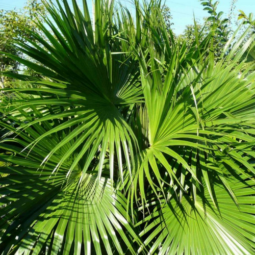 Fan palm
