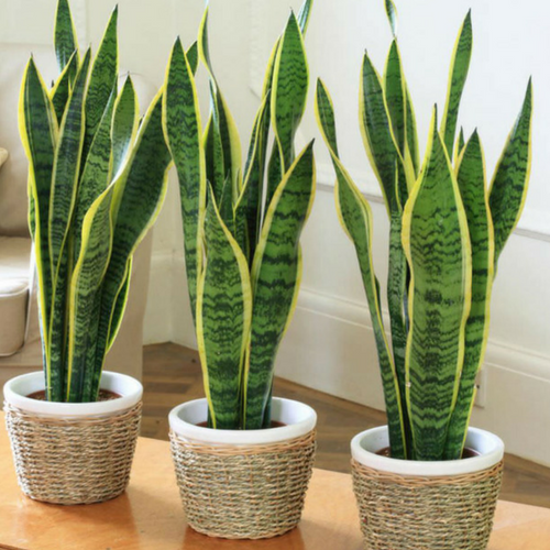 How To Grow And Care For Sansevieria