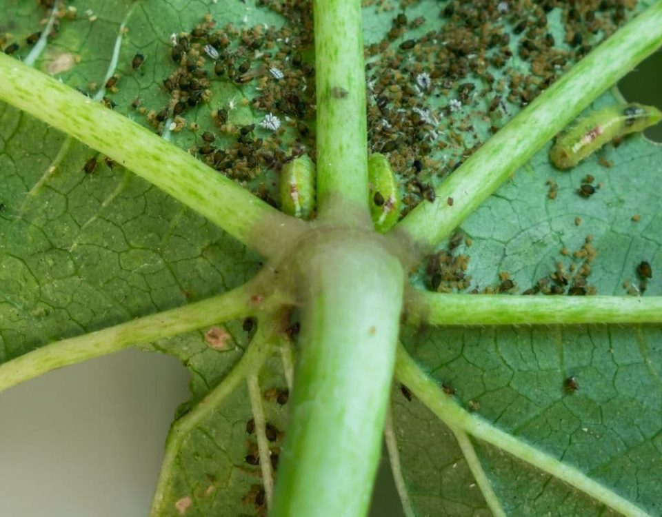 How To Identify And Control Thrips