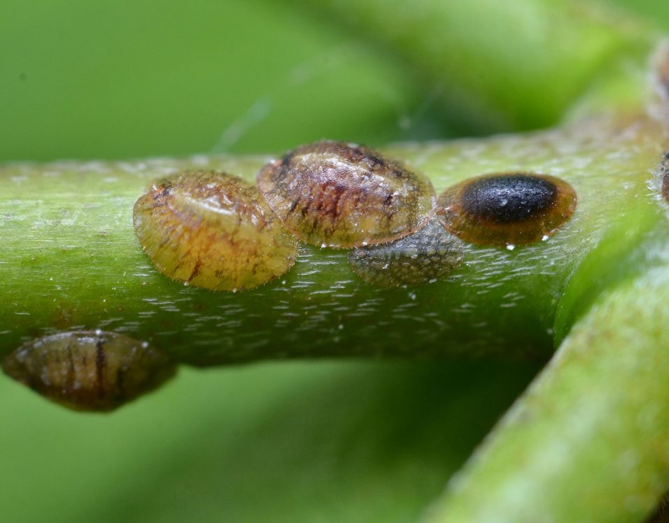 How To Identify And Control Scale Insects