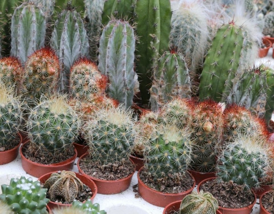 Top 5 Caring Tips For Cacti & Succulents