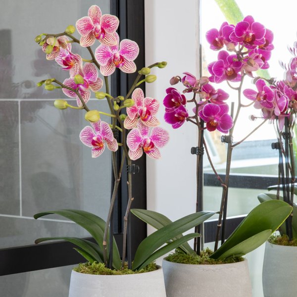 Six Care Tips For Orchid Plants