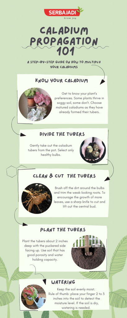 Caladium propagation guide showing tuber planting steps