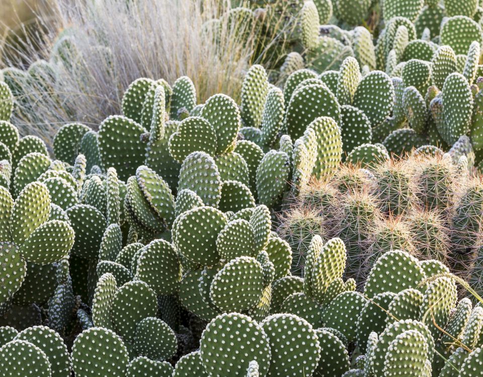 How To Grow Cactus (Aporocactus)