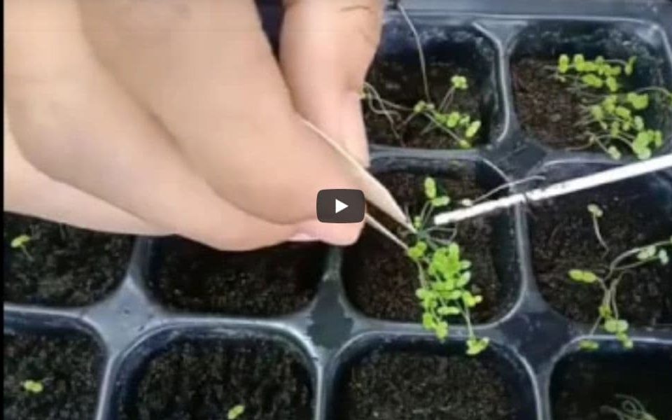 How To Fix Leggy Seedlings