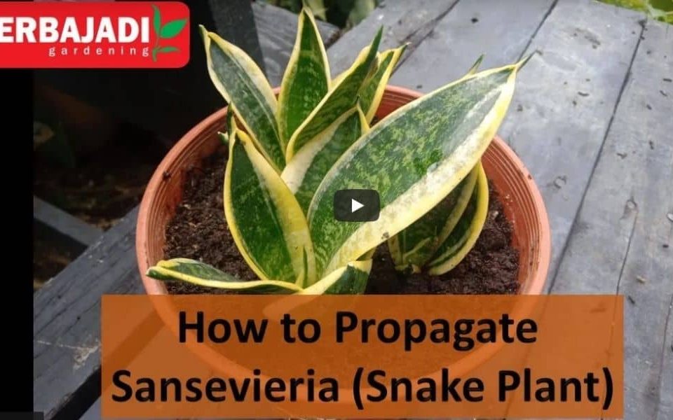 How To Propagate Snake Plant From Cuttings