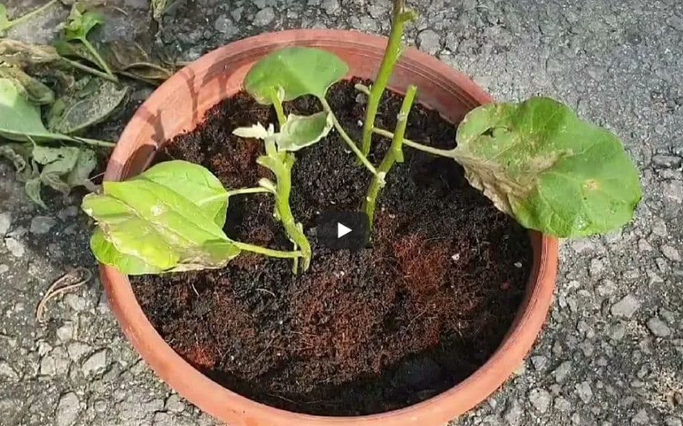 How To Revive A Dying Plant