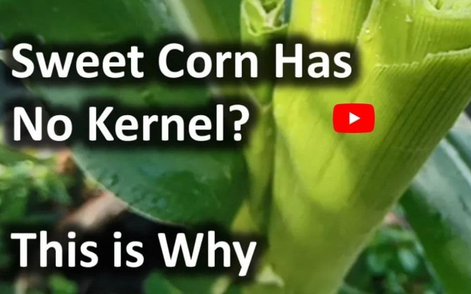 Reasons For Less Or No Kernels On Corn