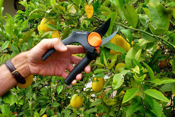 Top 6 Care Tips For Citrus Plants
