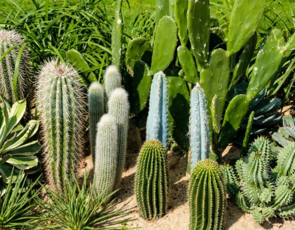 How To Propagate Cactus & Things To Avoid